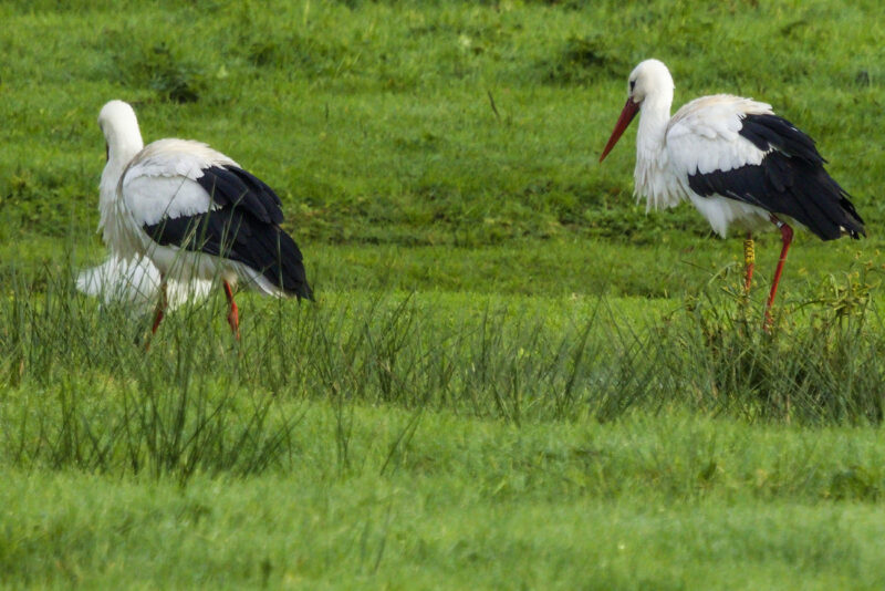 Cigognes blanches dont une baguée